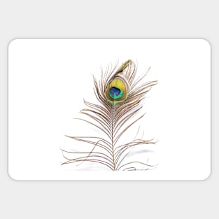 Peacock feather Sticker